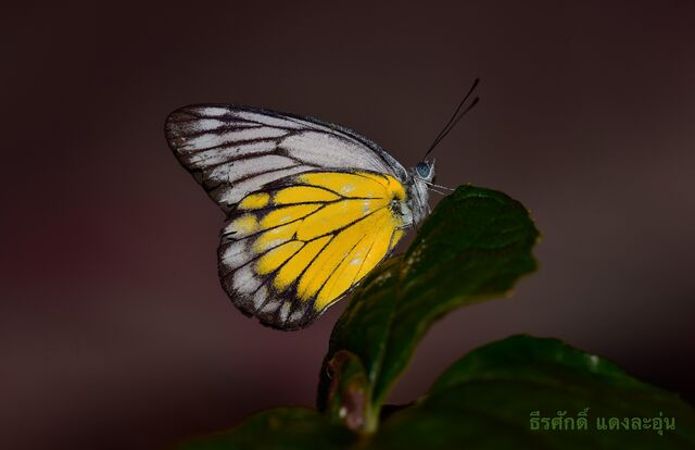 Delias singhapura singhapura