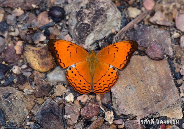 Cirrochroa surya siamensis