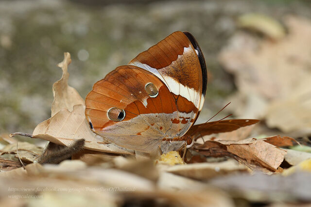 Thauria aliris intermedia