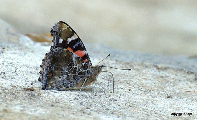 Vanessa indica indica