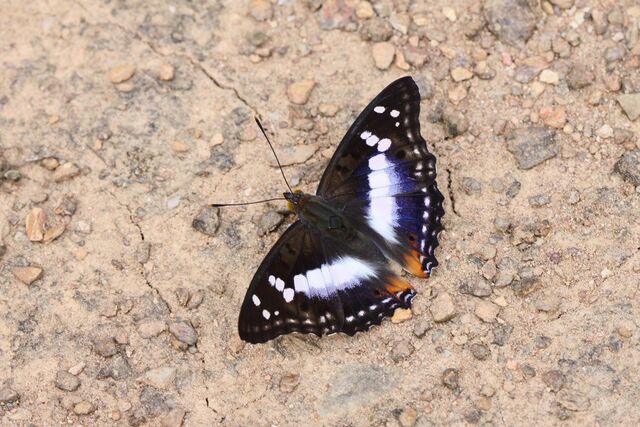 Mimathyma ambica miranda