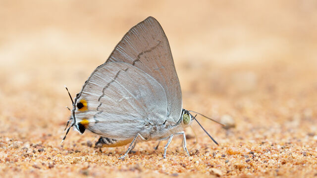 Ancema blanka minturna