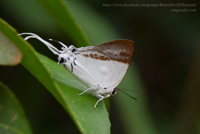 Neocheritra fabronia fabronia
