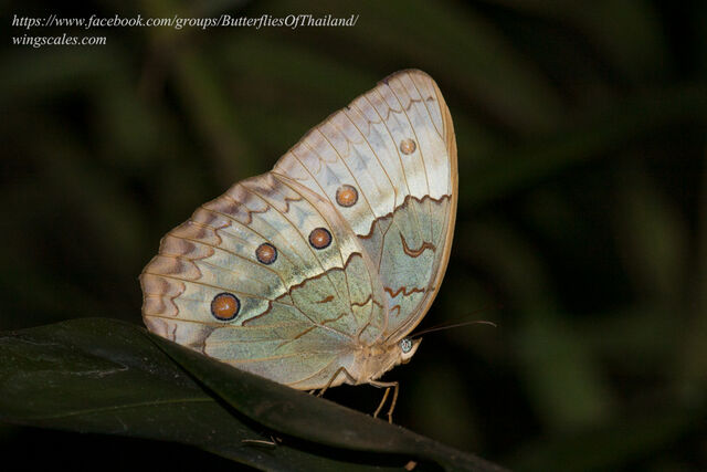 Stichophthalma cambodia