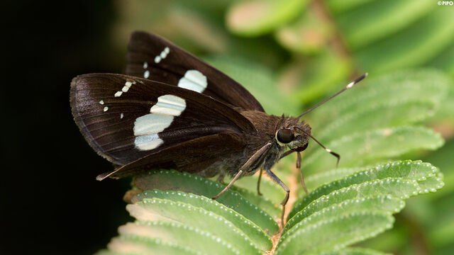 Ancistroides curvifascia curvifascia
