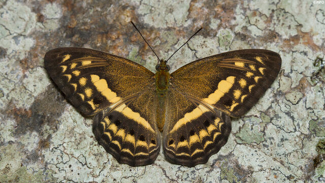 Algia fasciata fasciata