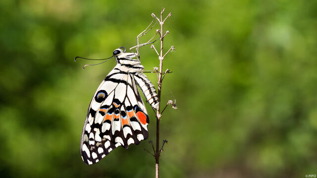 Papilio demoleus malayanus