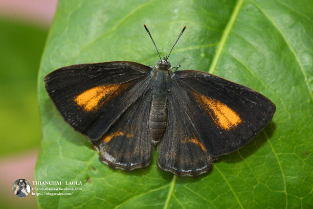 Poritia erycinoides elsiei