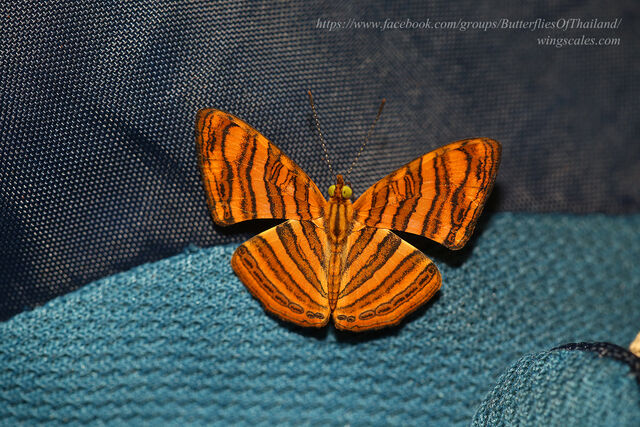 Chersonesia peraka peraka