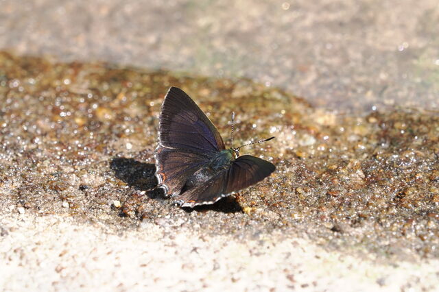 Heliophorus kohimensis elioti