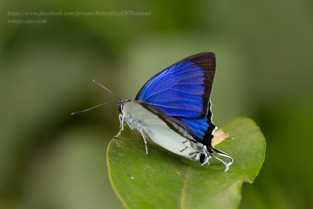 Rachana jalindra indra