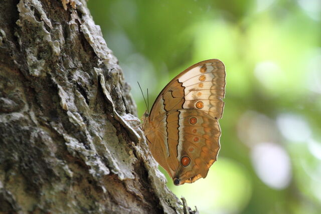 Stichophthalma mathilda siamensis