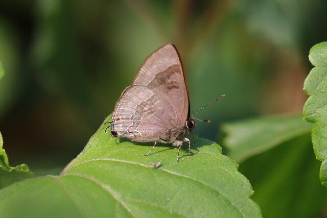 Rapala varuna orseis