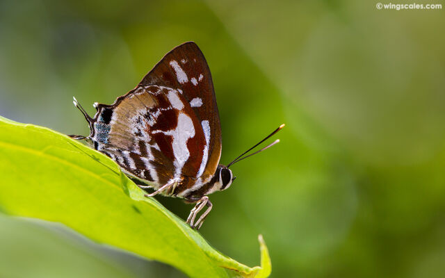 Iraota rochana boswelliana