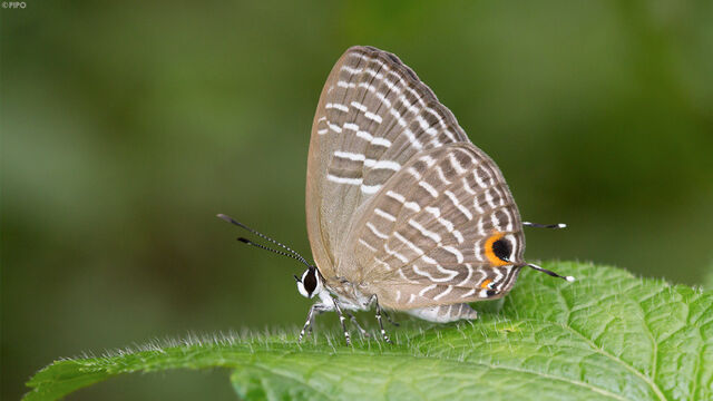 Jamides alecto alocina