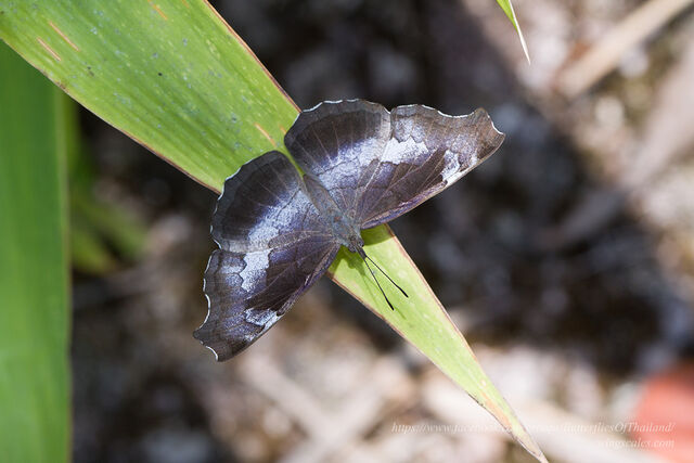 Laringa horsfieldi glaucescens