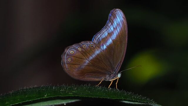 Coelites epiminthia binghami