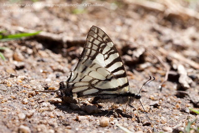Graphium mandarinus kimurai