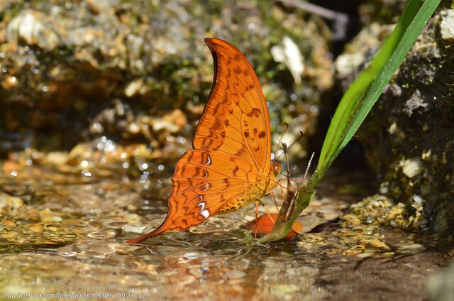 Meandrusa payeni ciminius