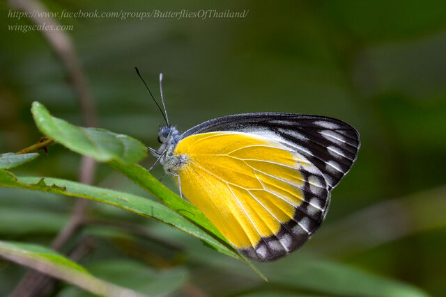 Delias agostina annamitica