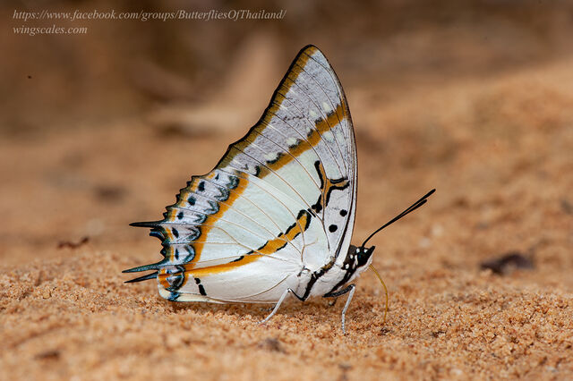 Polyura eudamippus nigrobasalis