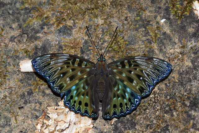 Dichorragia nesimachus machates