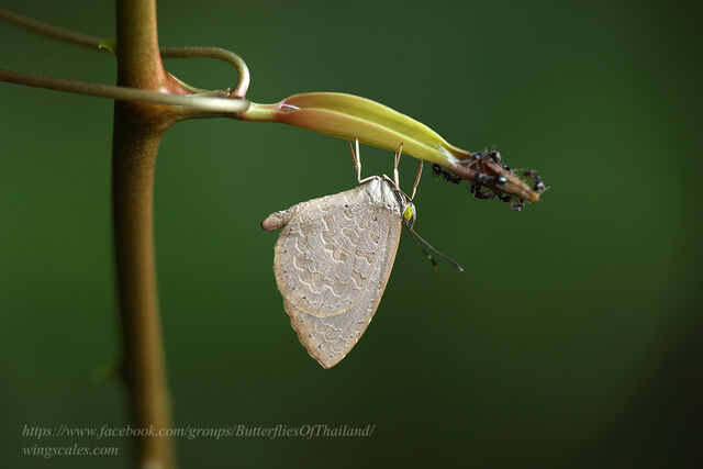 Miletus chinensis learchus