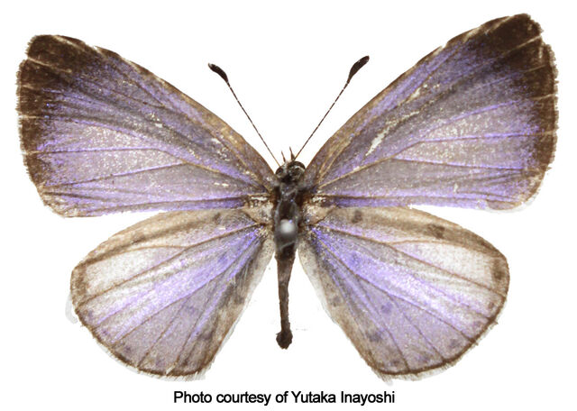 Udara selma indosinica