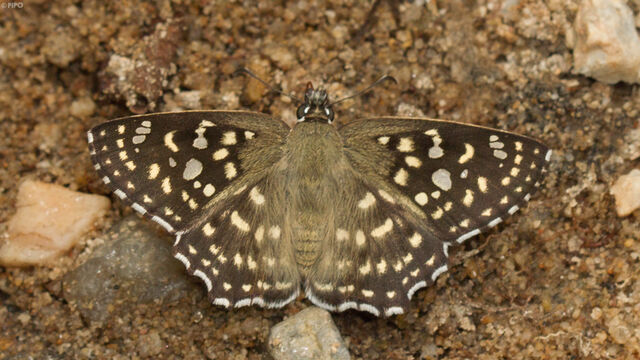 Abaratha agama agama