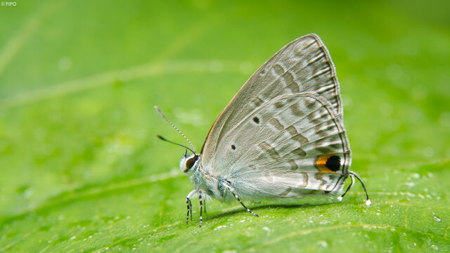 Catochrysops panormus exiguus