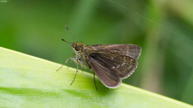 Aeromachus dubius impha