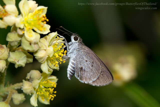 Suastus minutus aditia