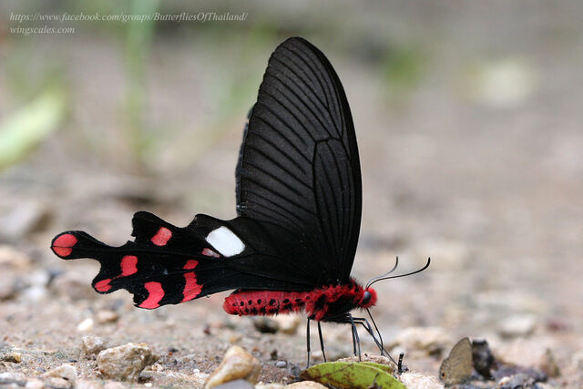 Byasa polyeuctes polyeuctes