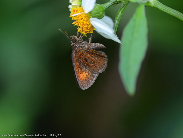 Idmon obliquans obliquans