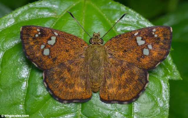 Pseudocoladenia fabia