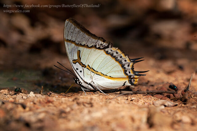 Polyura eudamippus nigrobasalis