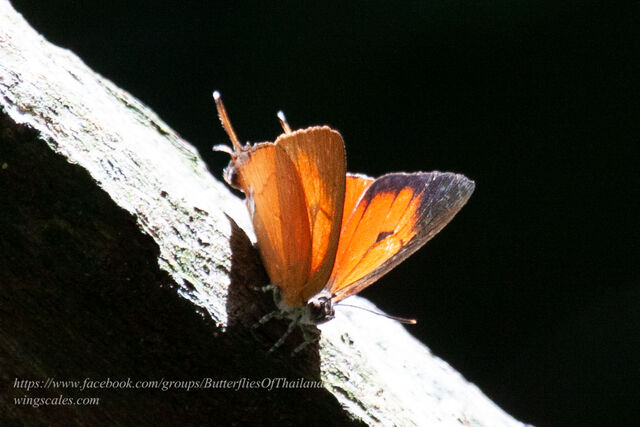 Thamala marciana ssp.