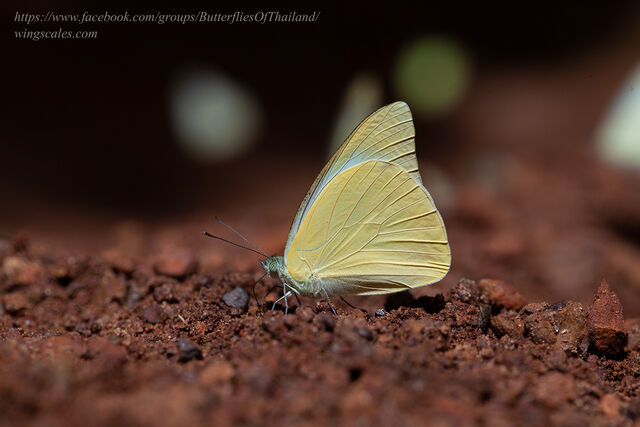 Appias albina darada