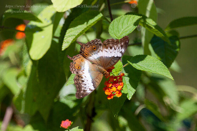 Vindula dejone erotella