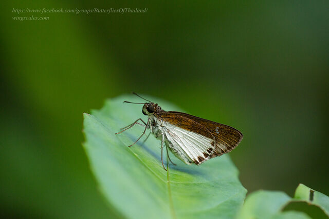 Iton semamora semamora