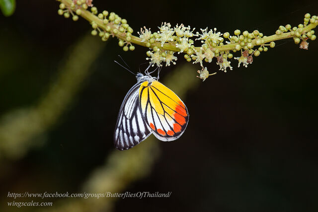 Delias hyparete indica