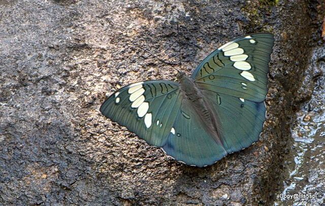 Euthalia patala taooana