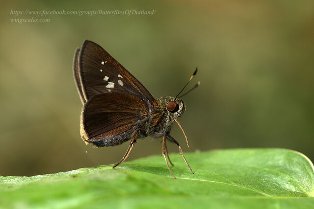 Caltoris cahira austeni