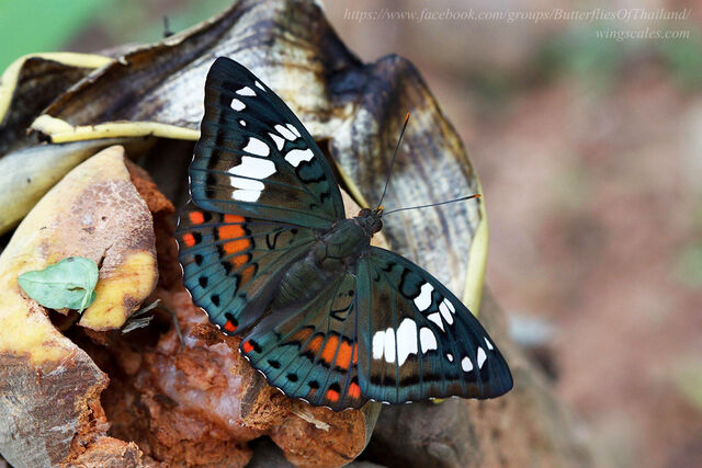 Euthalia djata siamica