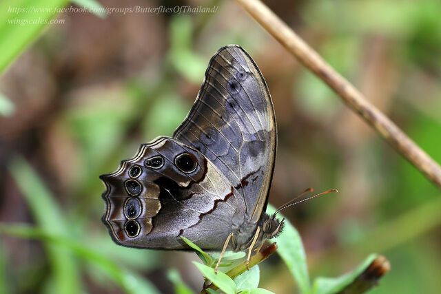 Lethe chandica namura