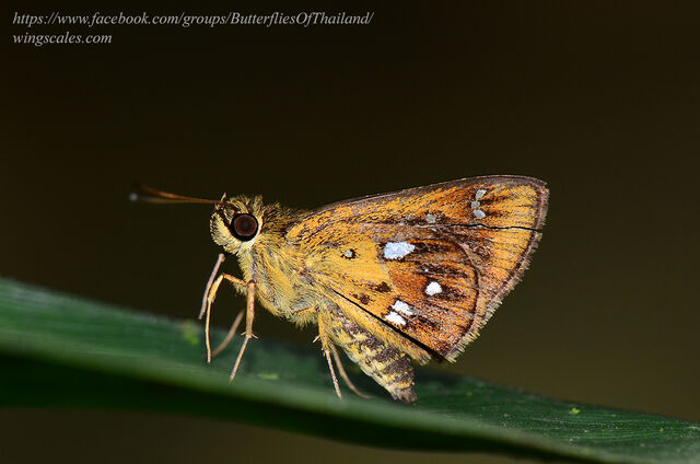 Scobura woolletti woolletti