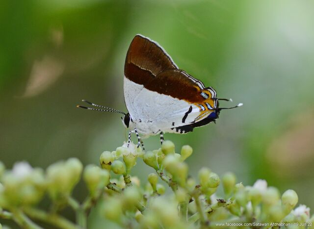 Sithon nedymond nedymond