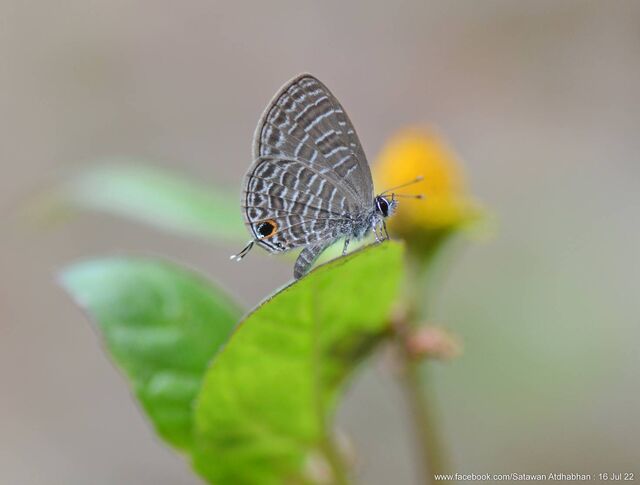 Prosotas aluta nanda