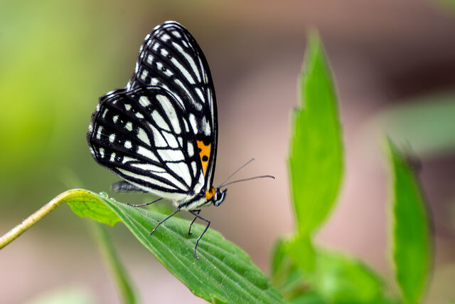 Orinoma damaris damaris