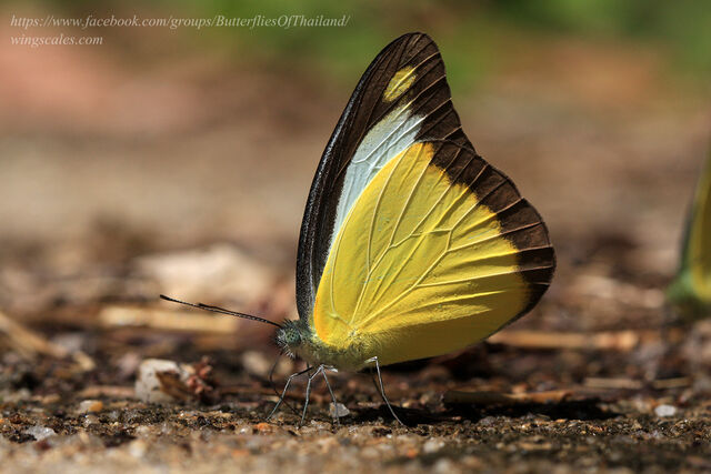 Appias lyncida vasava